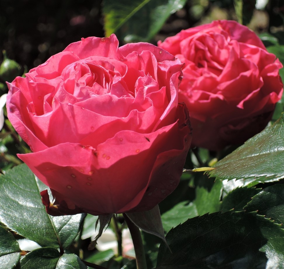 Роза Черри Леди