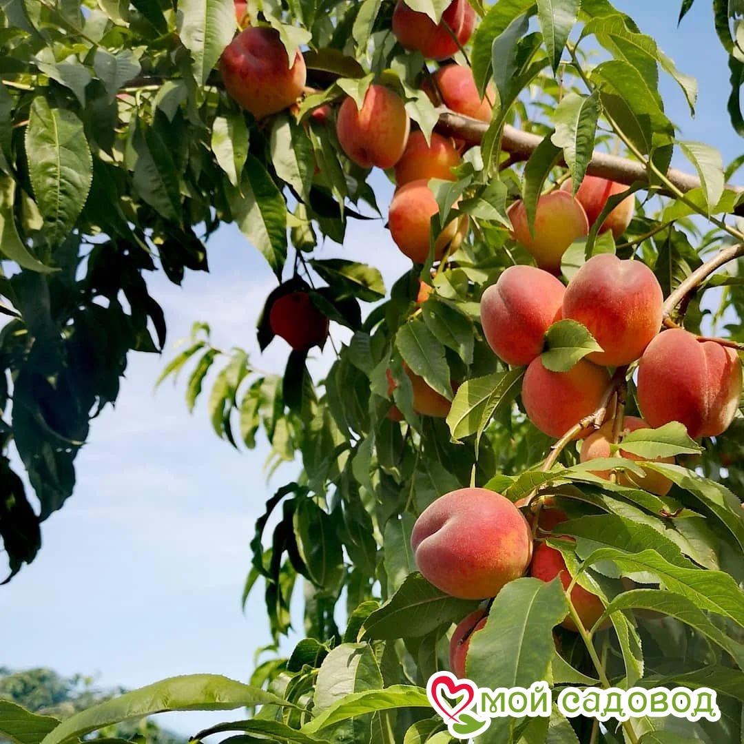 Персик Кардинал