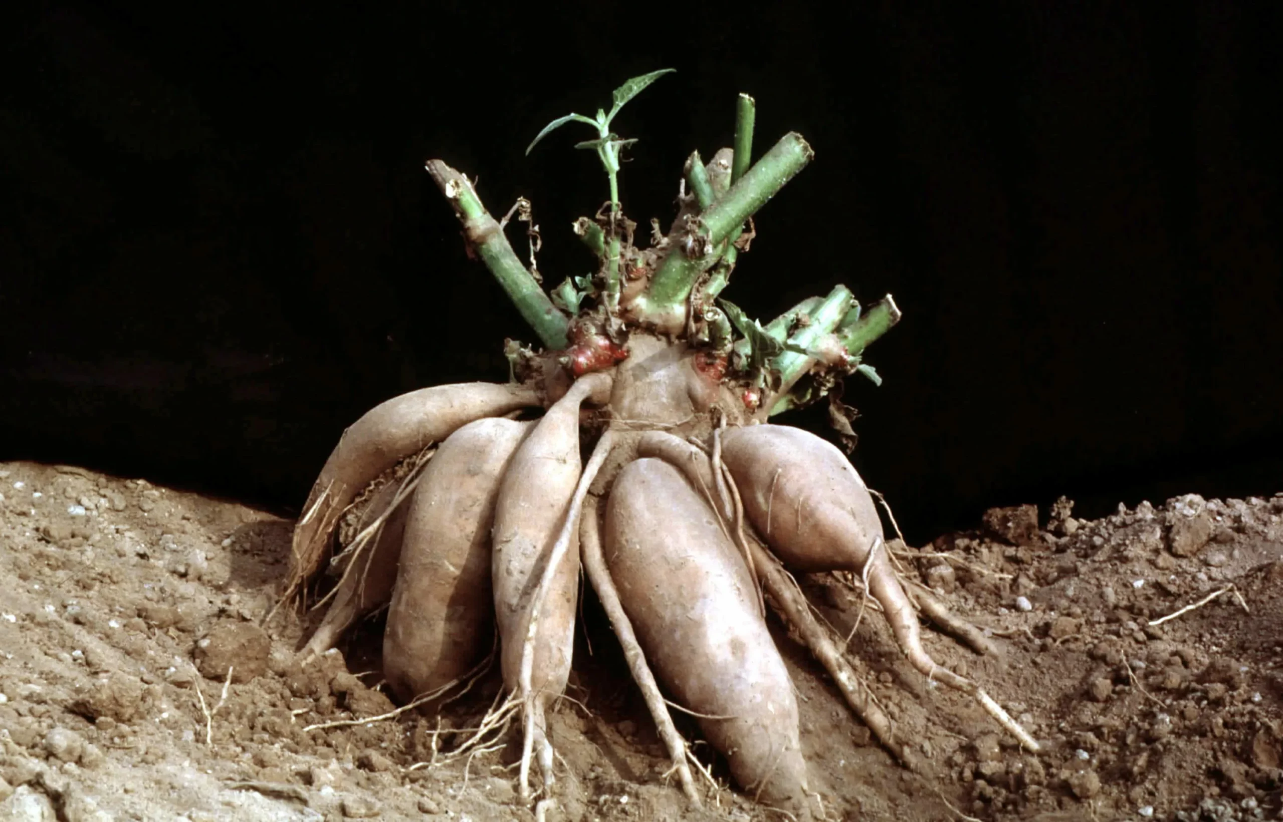 Георгин Бехапо