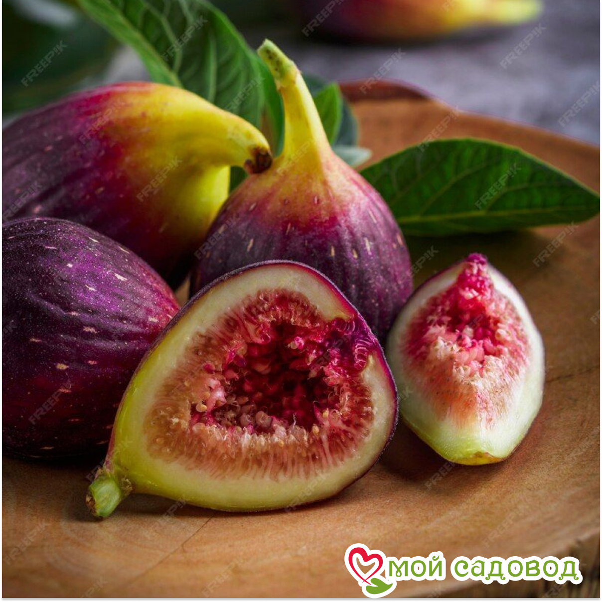 Инжир Крымский Черный